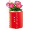 Lata Planta Petunia Lisa