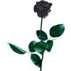 Rosa negra preservada