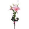 Lilium rosa