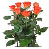 Ramo de rosas naranja