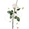 Rosa blanca