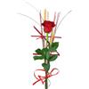 Rosa roja Sant Jordi