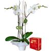 Planta orquidea blanca co