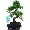 Bonsai Loofh
