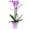 Planta orquídea fucsia
