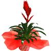 Planta vriesea