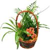 Cesta de mimbre con plant