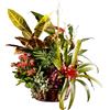 Cesta de plantas naturale