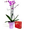 Planta orquídea fucsia y 