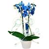 Planta de orquídea azul