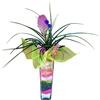 Planta tilansia con crist